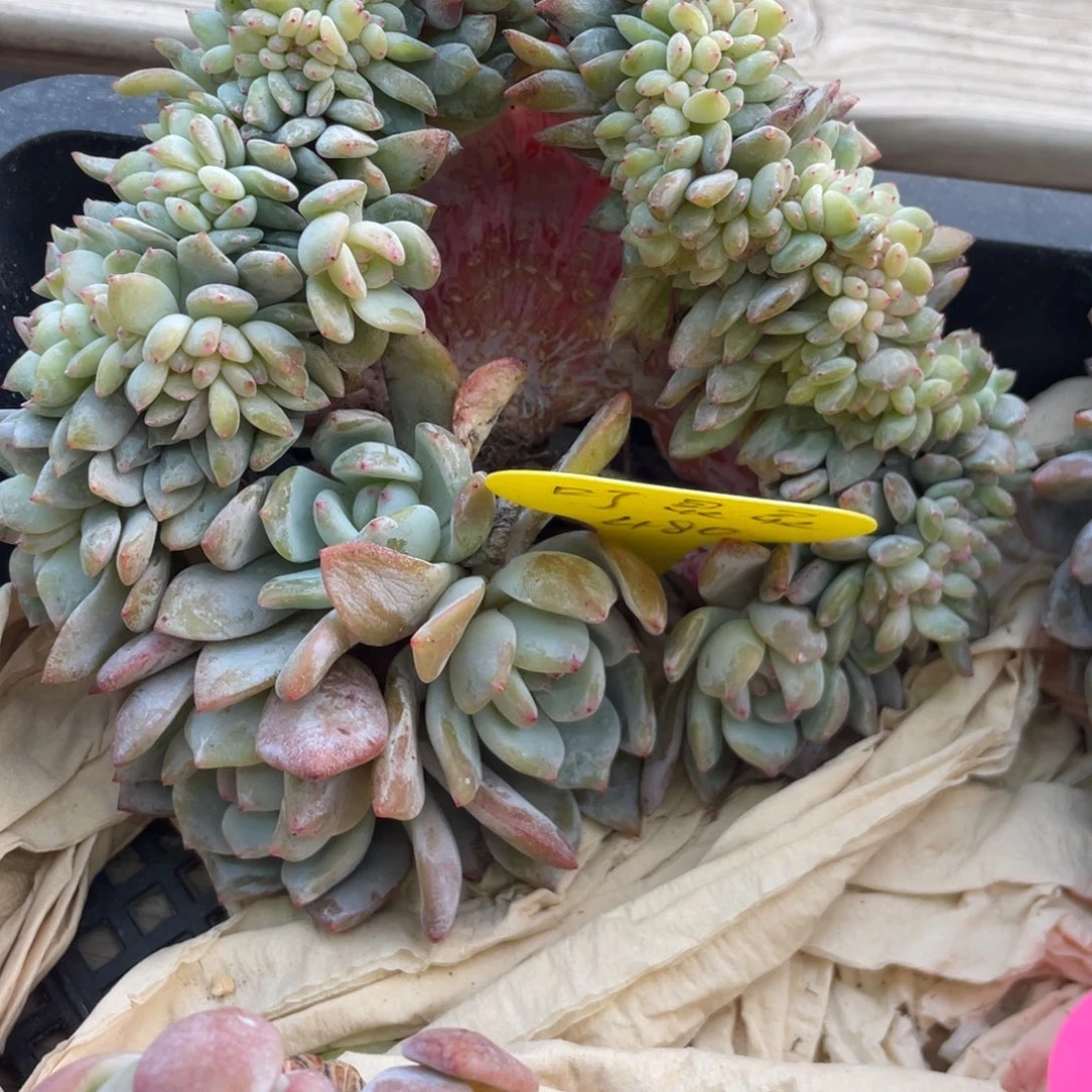 叮***灵石榴子星影缀化圣诞树叮灵灵