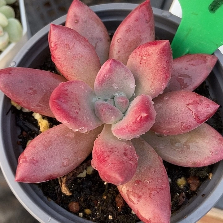 多肉植物赫菲746多肉