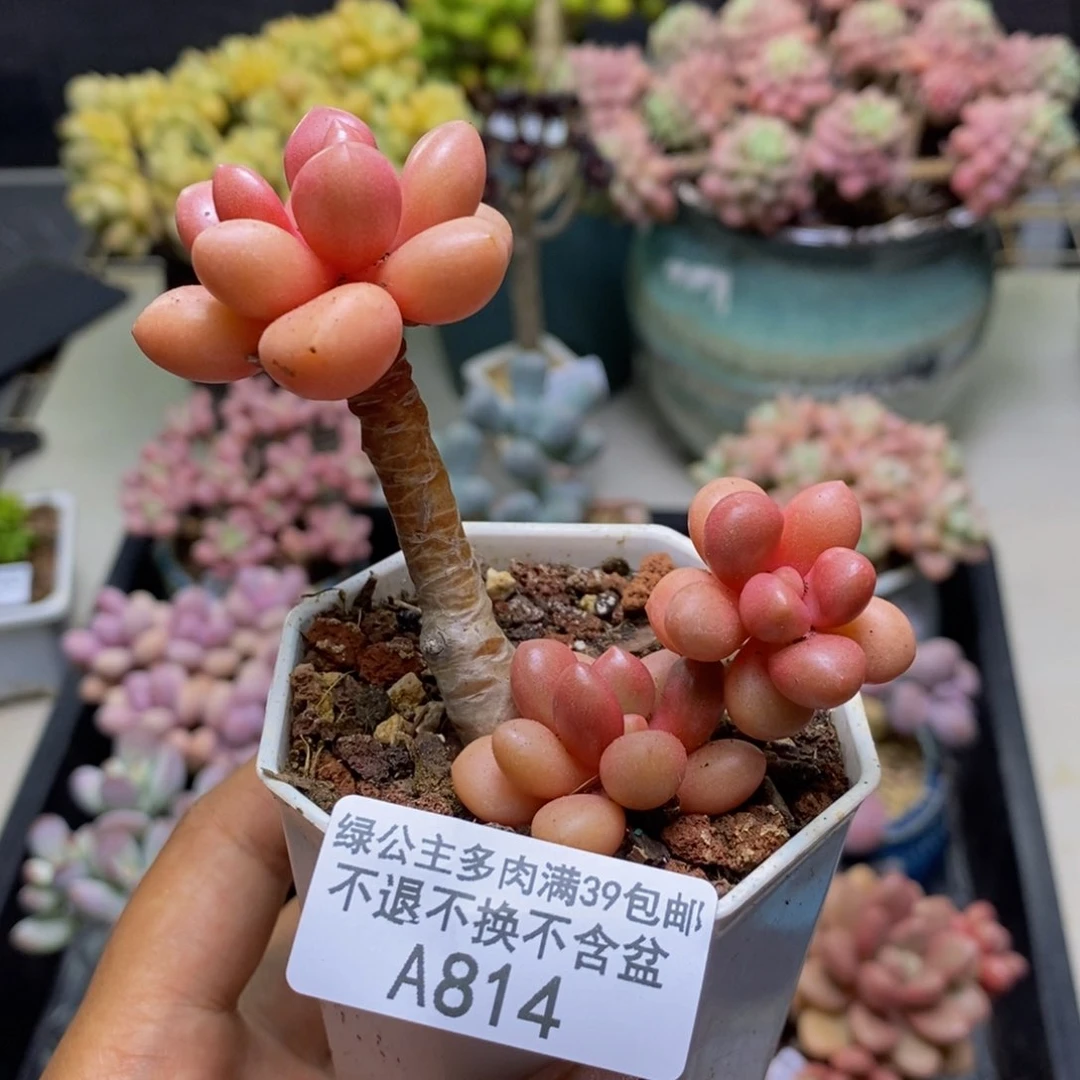 814先锋派多肉6c m