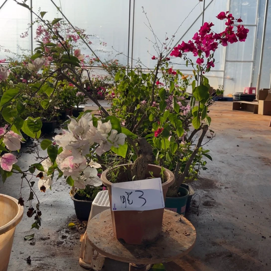 大部分花苞少量开放漳红樱脱3