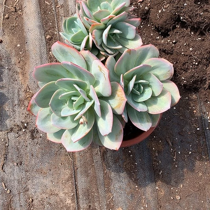 无花朵南****市多肉植物5554555