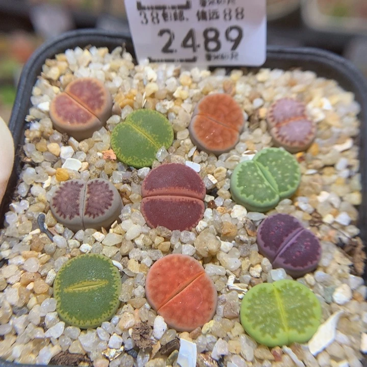 Sss精挑一物一拍2489