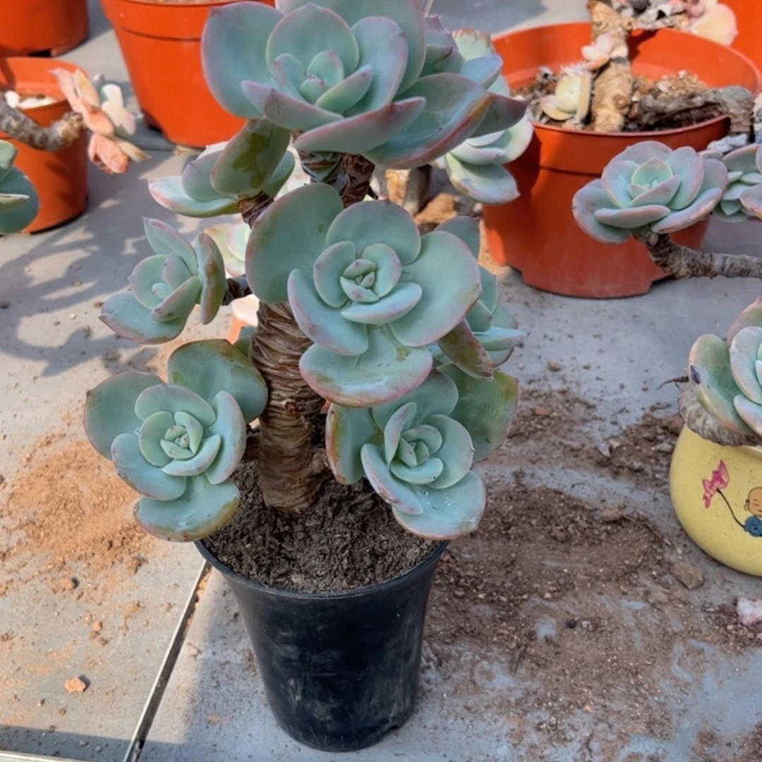 【闪购商品】无花朵এ****༻