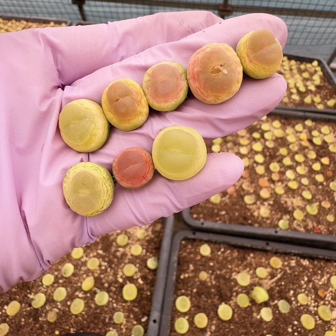 崔***儿多肉植物福利拉登