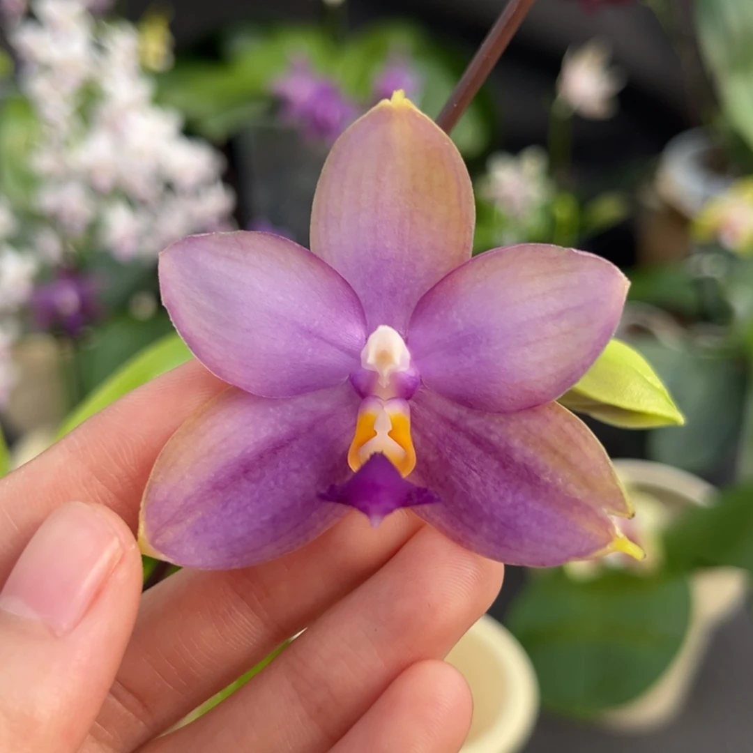 完全开放2.5寸鱼鱼交蓝鸟开花株