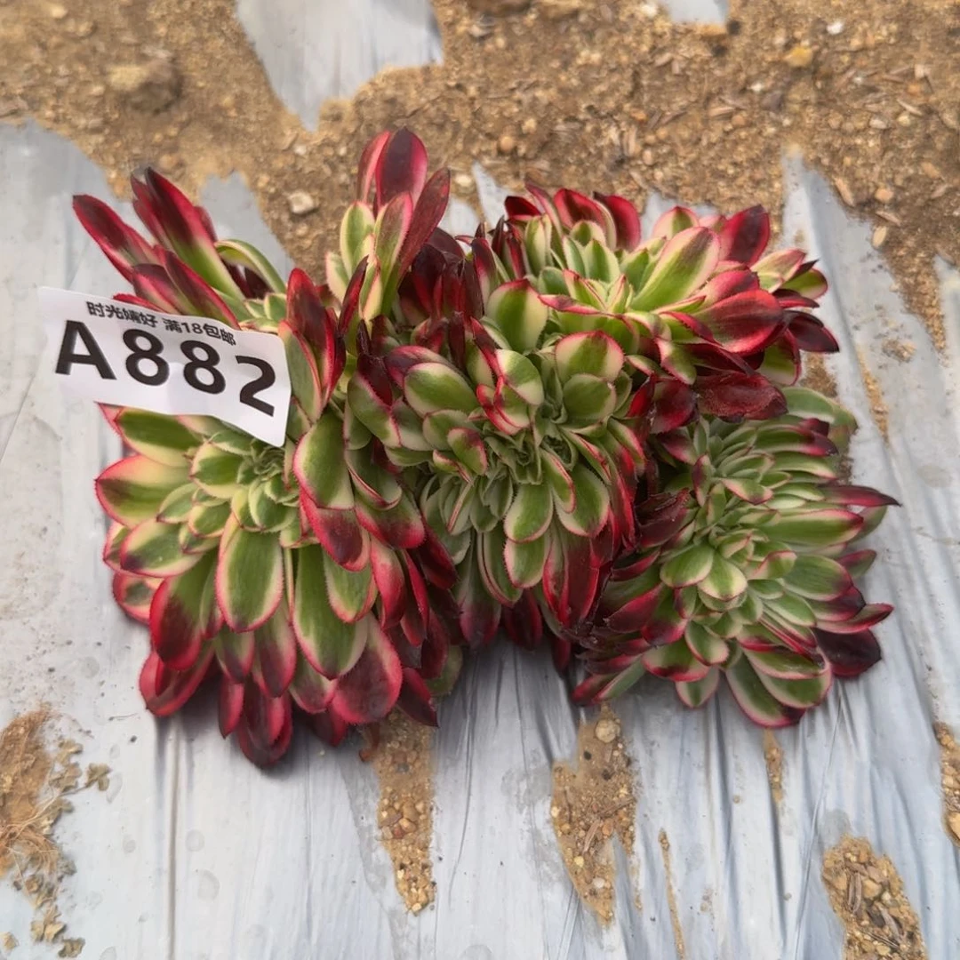 882荔枝。多肉植物