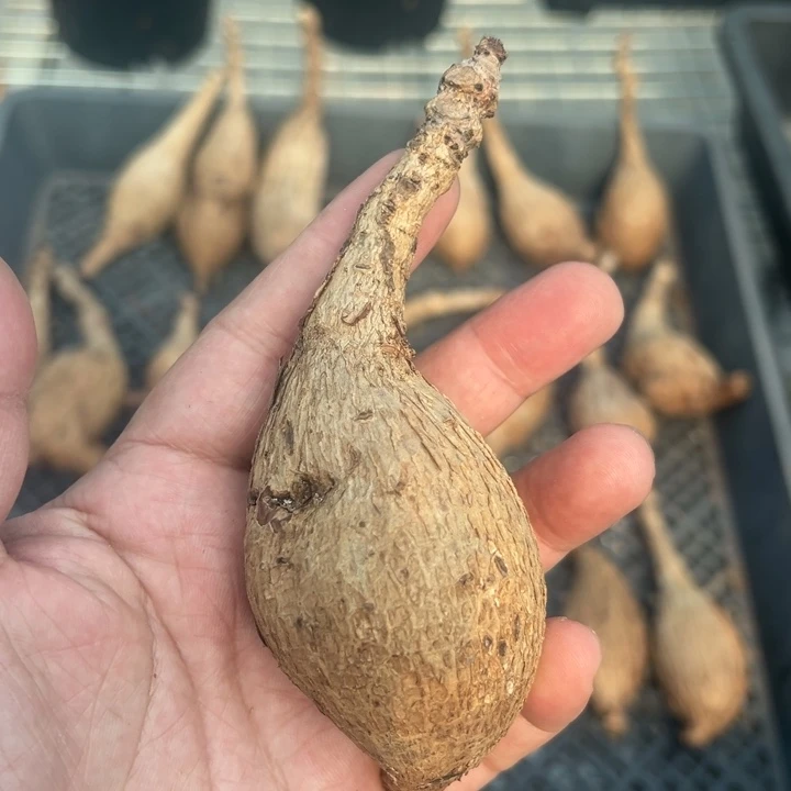 奇异油柑多肉植物