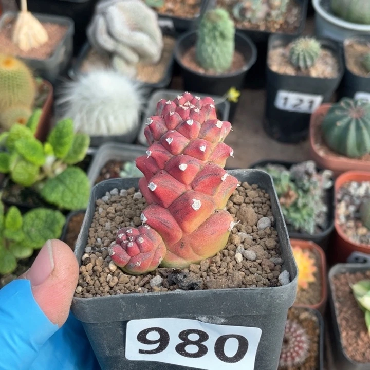 980将军阁自然锦