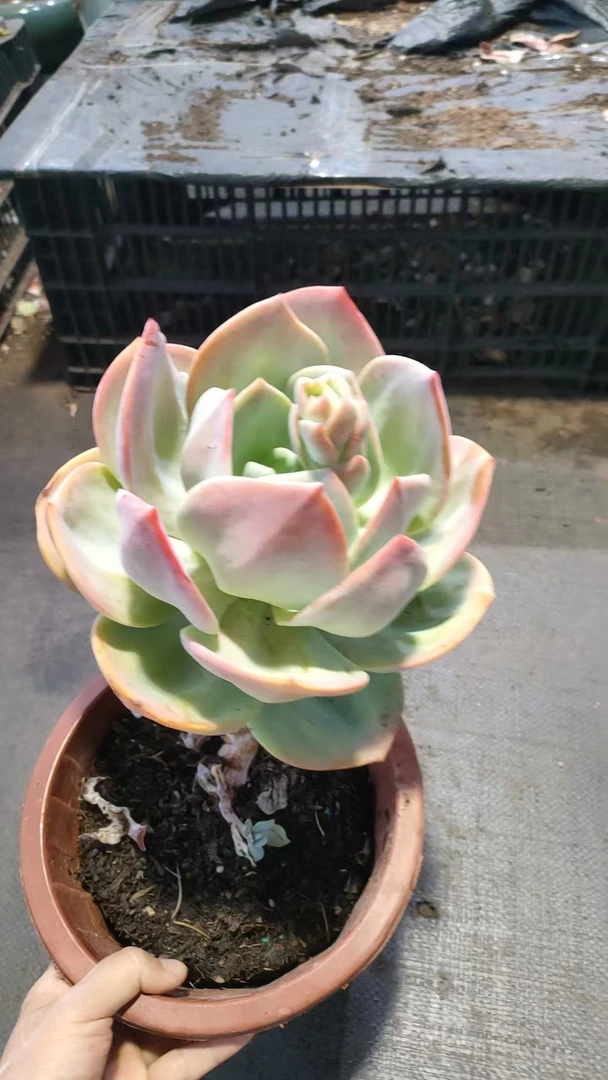 精品多肉   血凤