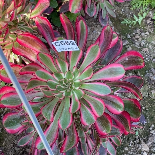 669香奈鹅多肉植物