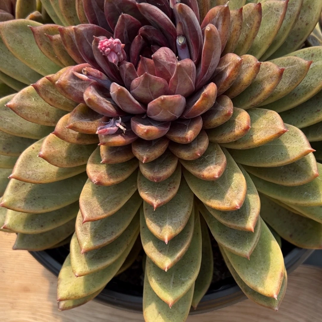 念****粘5710肉多么多么多么多么