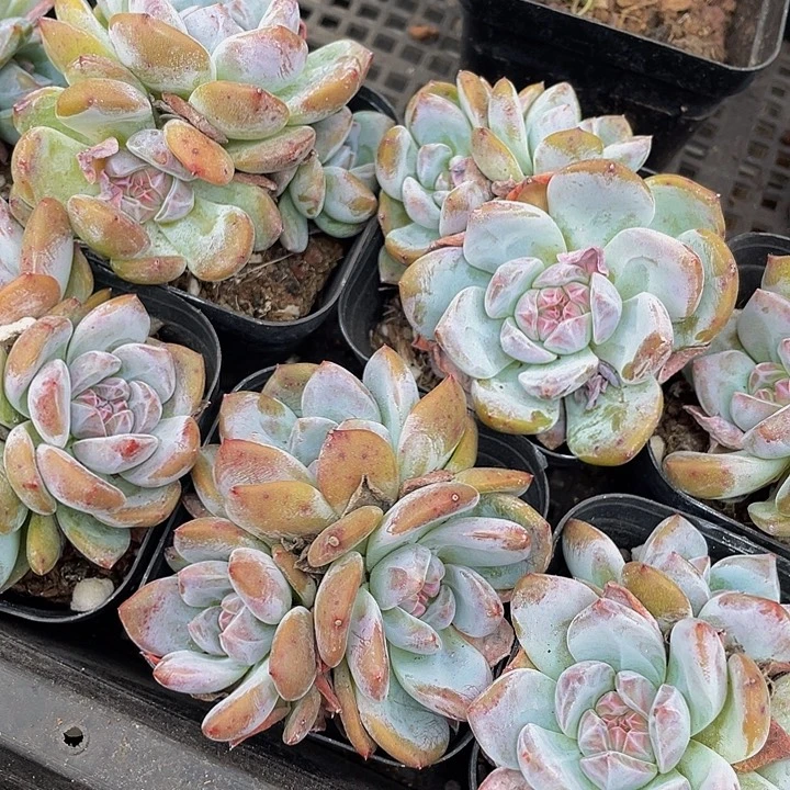 三头星影带盆土发货