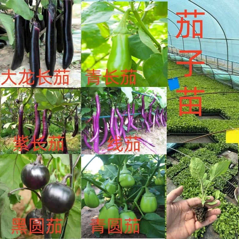 紫长茄子苗高产优质种苗四季蔬菜秧苗大龙长茄苗青长茄苗线茄苗