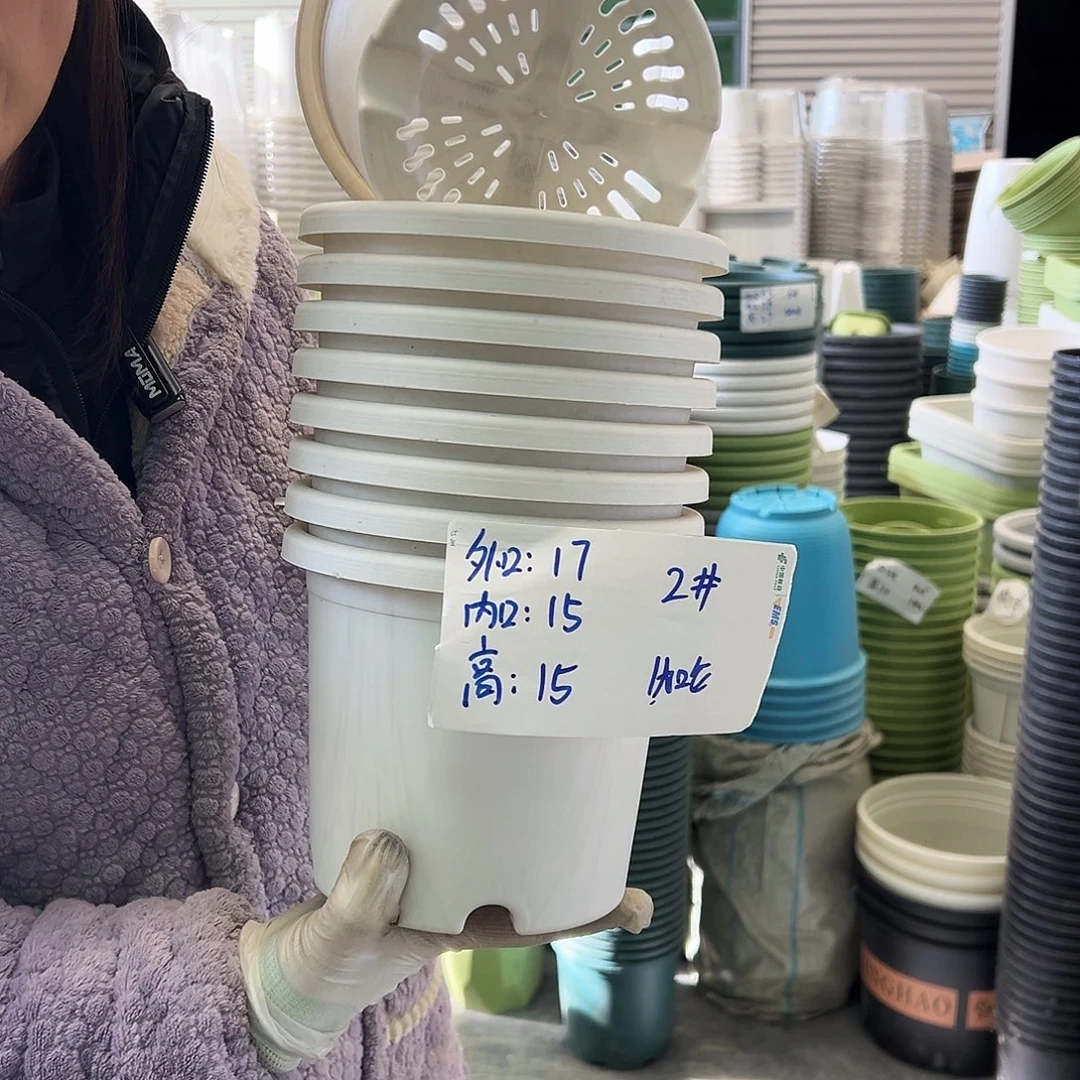 四季盆2#白色10个无托