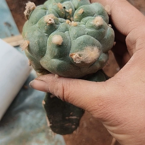 3199大油海鲜无根无根