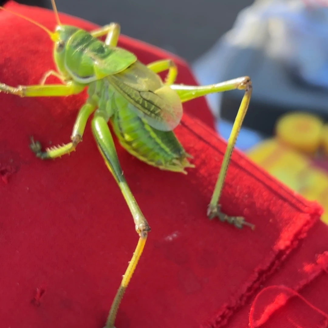 向***生蝈蝈蝈蝈福福价格