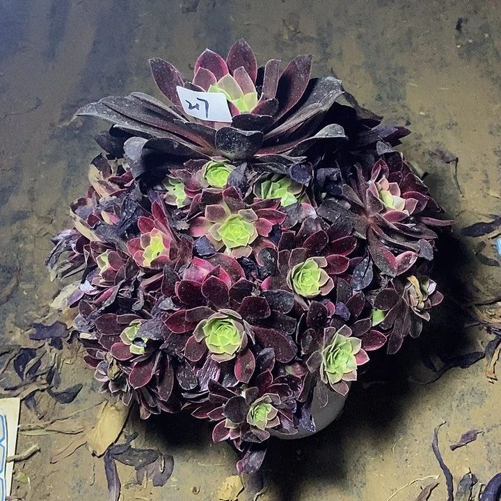 金丝雀多肉植物217多肉不包断裸根