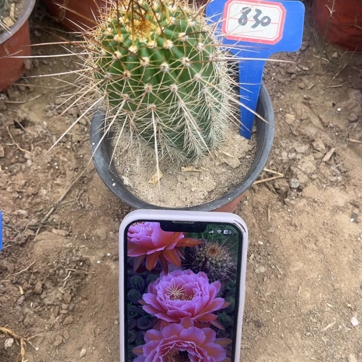 830，毛花柱粉桃精灵