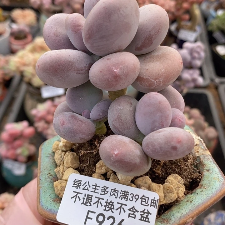 大叶奶6cm926多肉植物