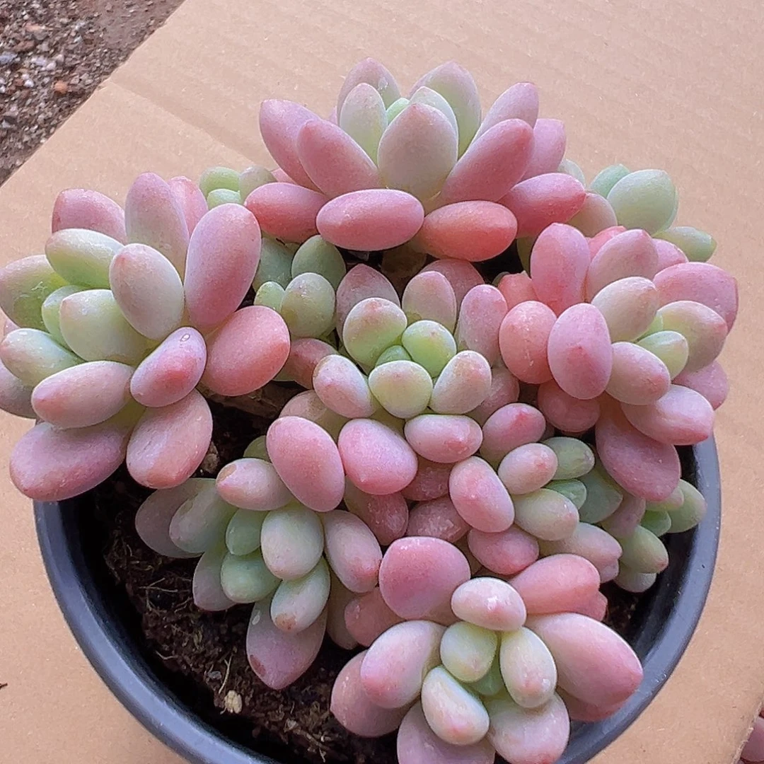 新品鱼子酱12.88元多肉植物带盆土