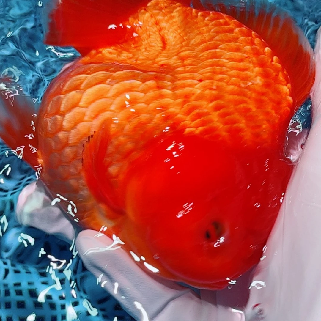 狮头鱼直播间一物一拍56