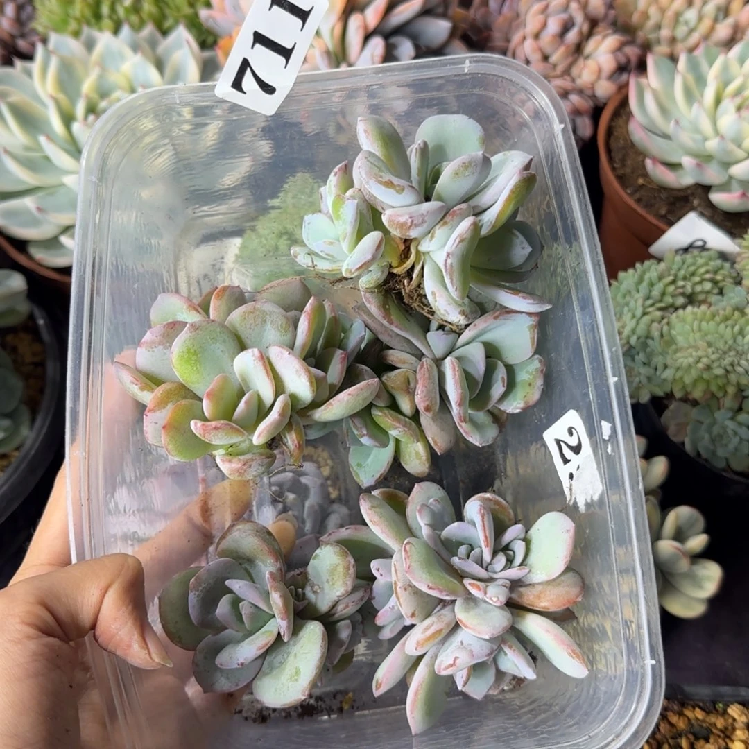 用***4奶茶多头韩版一物一拍5颗711