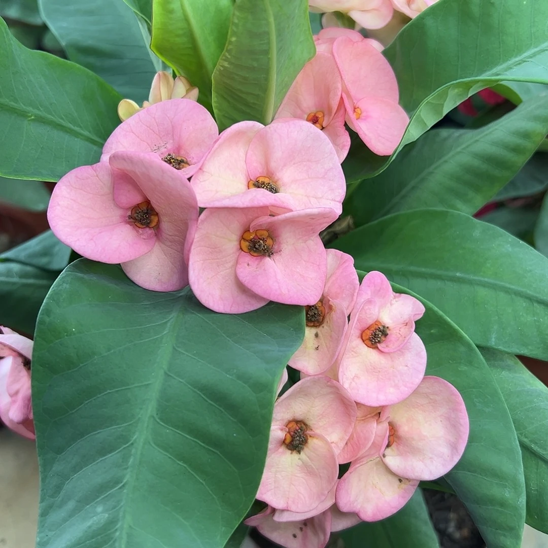 清***宁芭比粉泰国大花虎刺梅