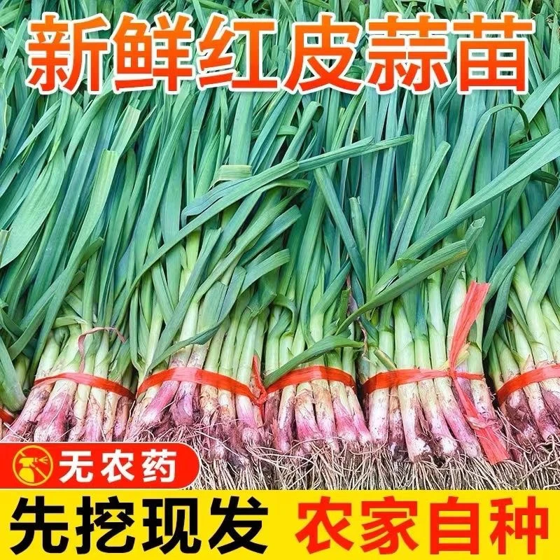 河南特产新鲜蒜苗当季香大蒜苗蒜苗现拔现发1/3/5斤包邮