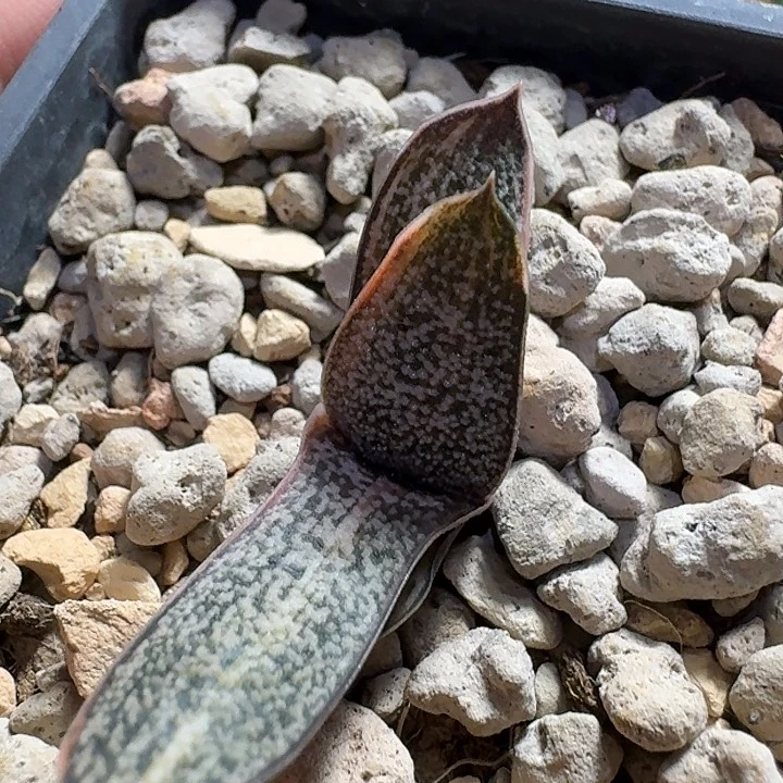 短叶黑莺转锦叶插