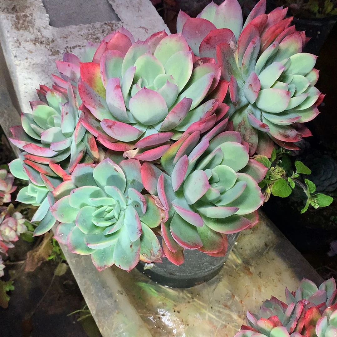 玛**卡绮罗仙子一物一拍6.9