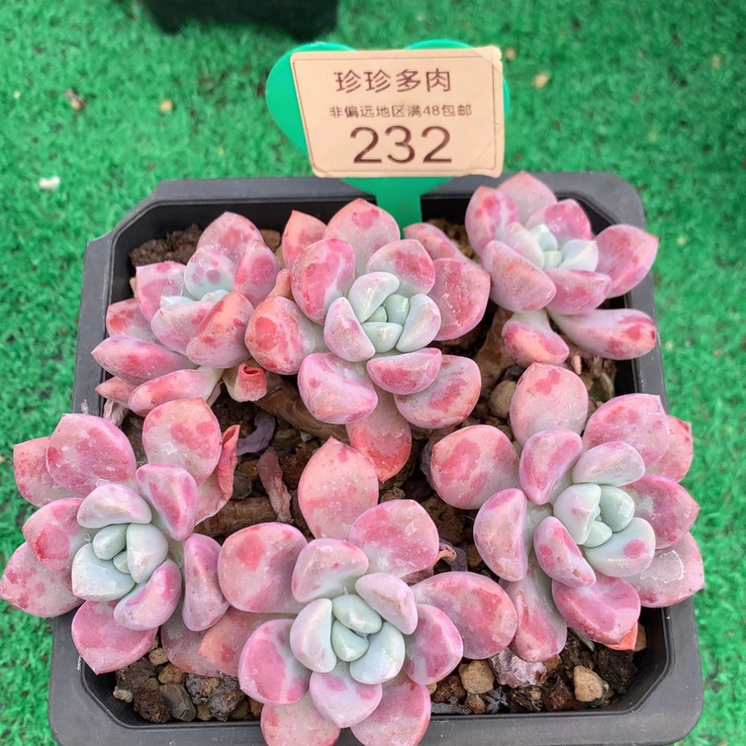 花斑露老桩无砍平头232