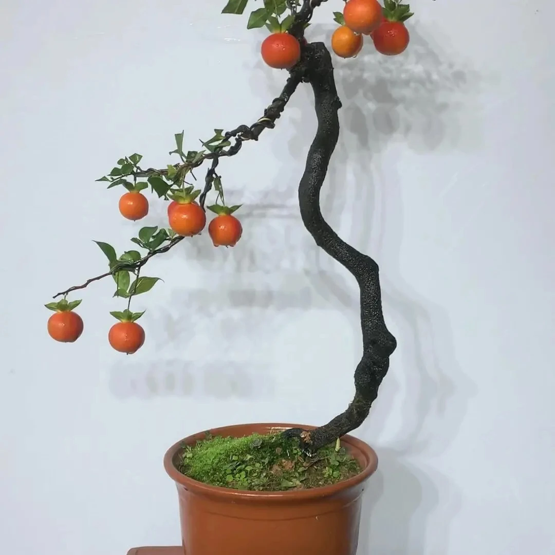 直播间一物一拍老鸦柿金弹子精品盆景素材