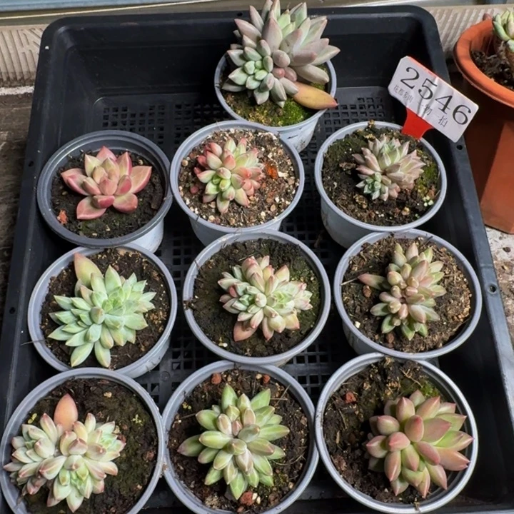 2546多肉植物一物一拍