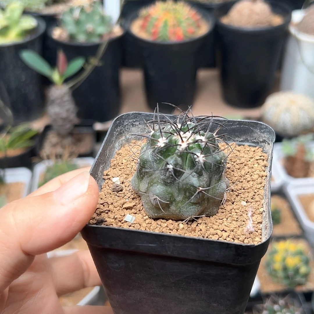 无花朵龙爪球栗星玉实生