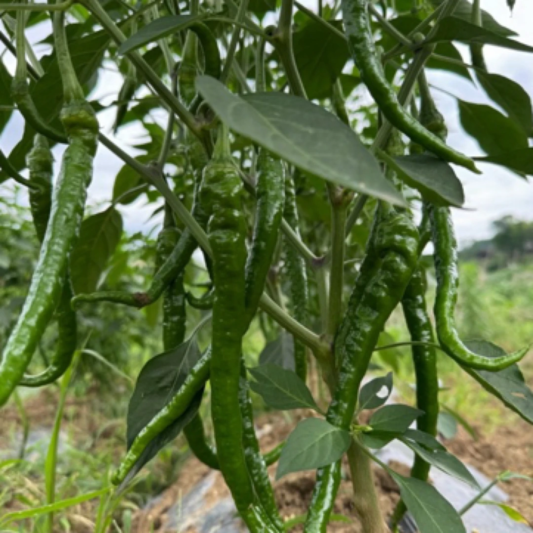 【湘西老品种辣椒】农家露天种植本地辣椒现摘现发新鲜香辣螺丝椒