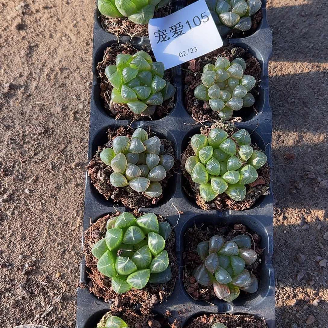 直播福利一物一拍105