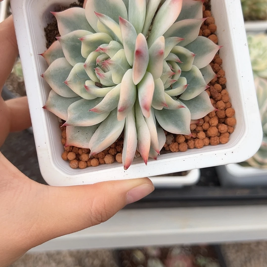 34号双头吉娃娃锦多肉植物