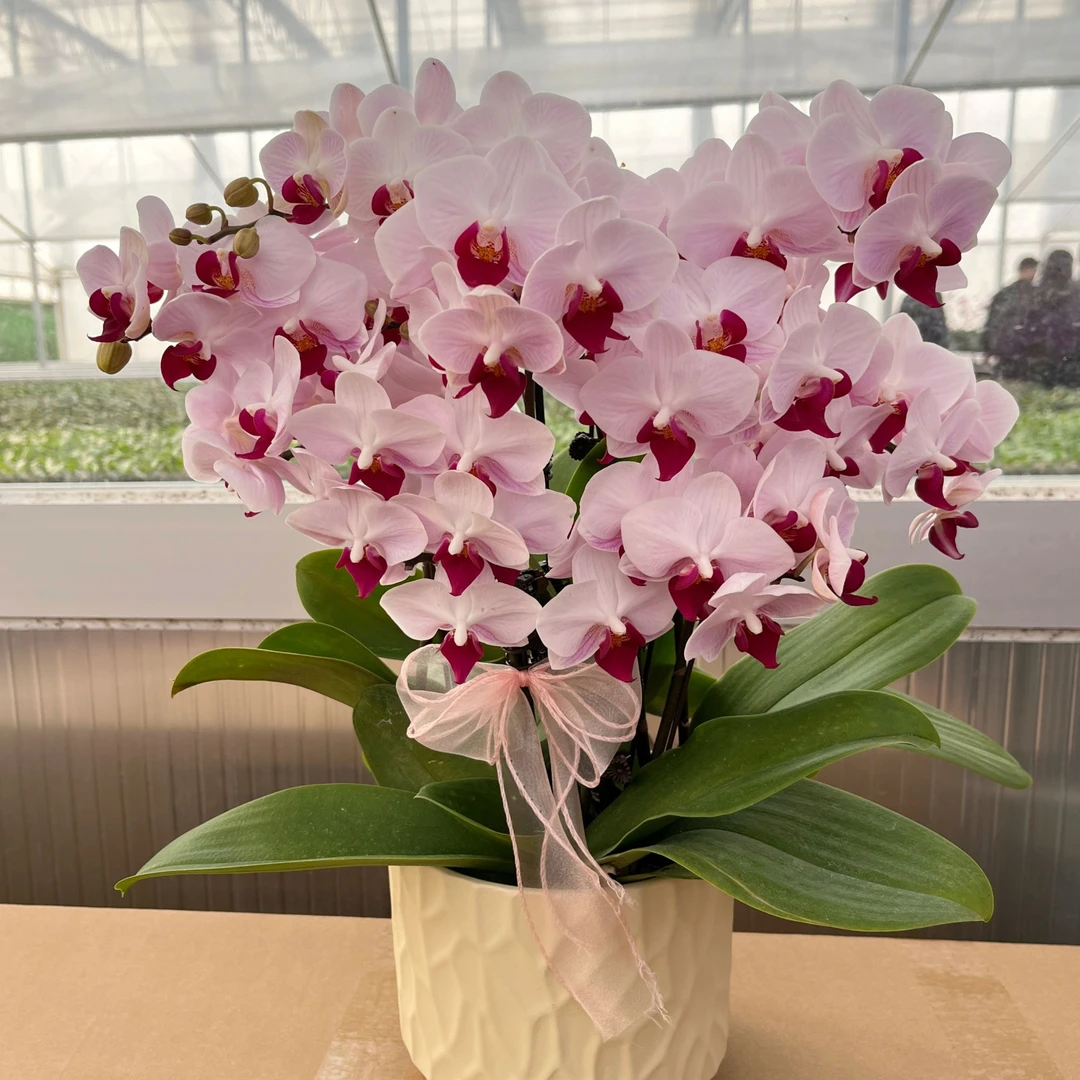 蝴蝶兰《貂蝉》花期巨长新手推荐 好养耐养带花 基地直发 送礼乔迁