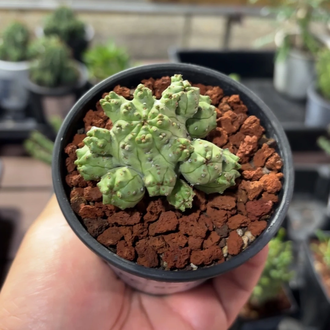 马赛克大戟FC-6513