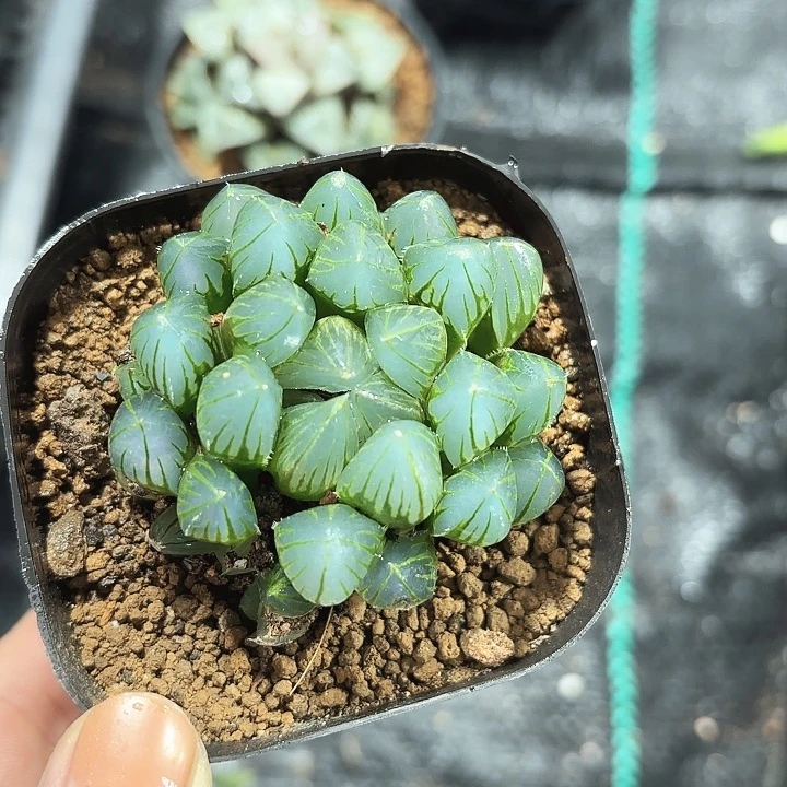 黑姬玉露多肉植物