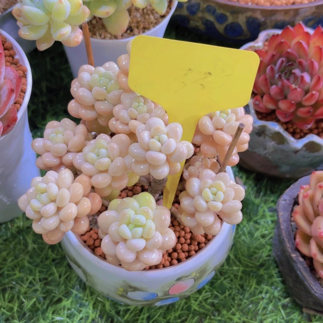 ?****我的小可爱们都好可爱