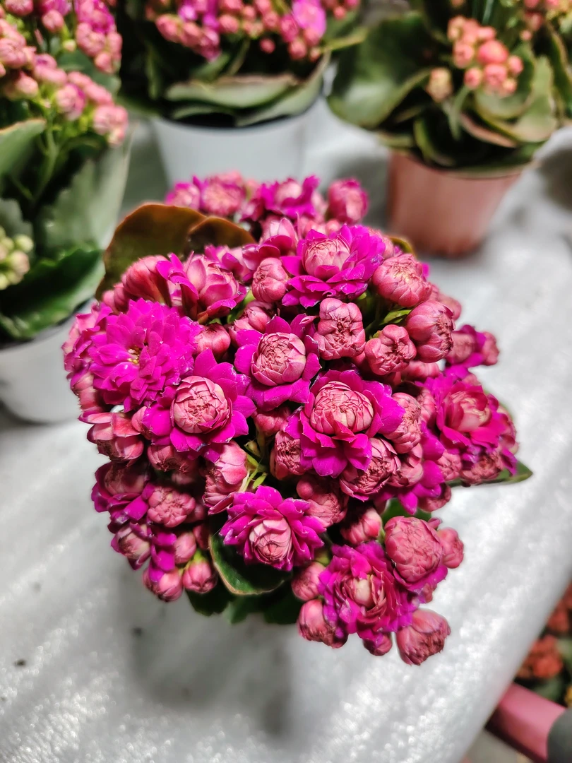 昊景莉娜长寿花（一盆不发）深紫色超大花重瓣