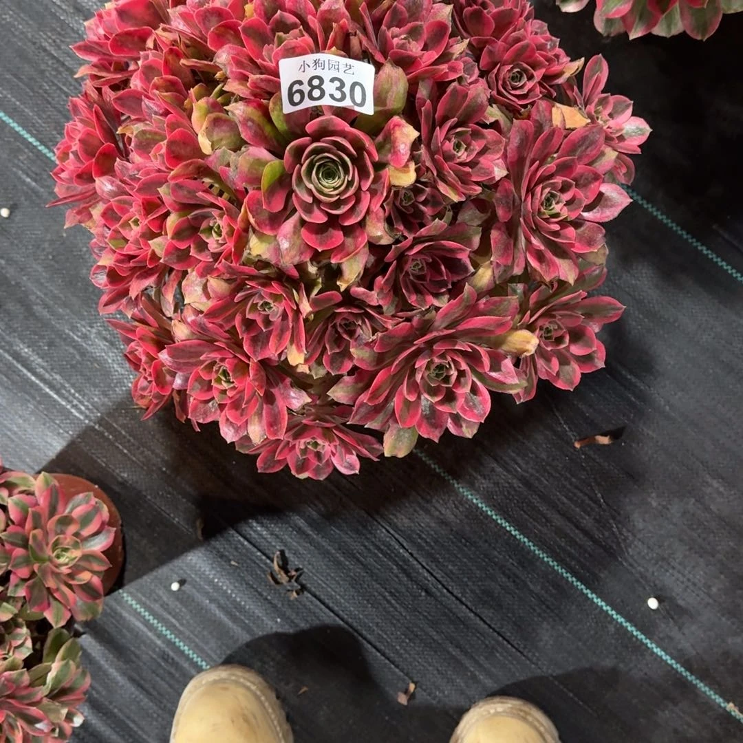 空****麻女妖多肉植物6830