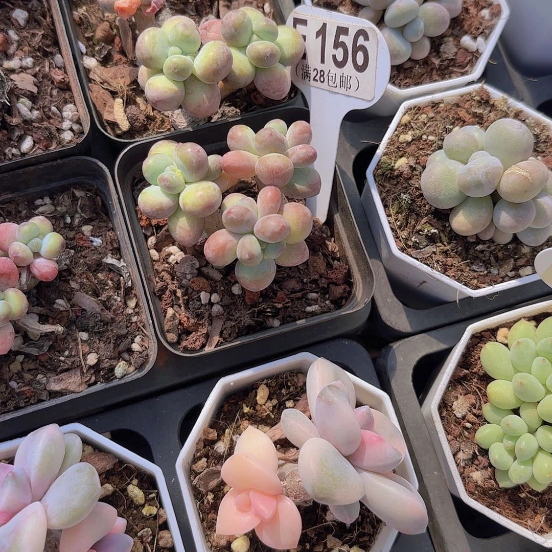 E156苹果奶一物一拍