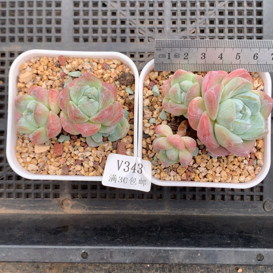 乖***枣343。老桩冰玉。福利。