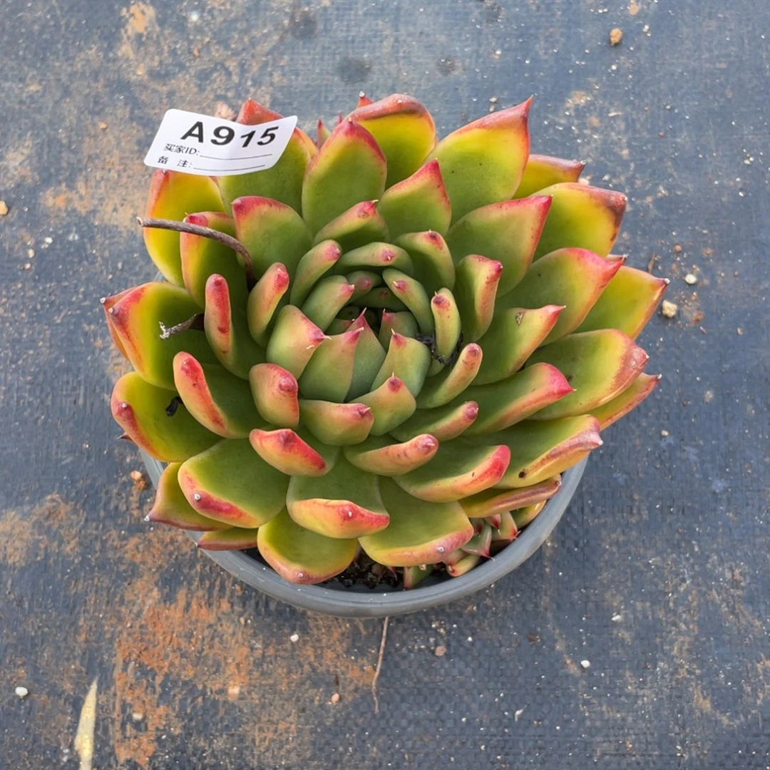 若如东云单拍A915