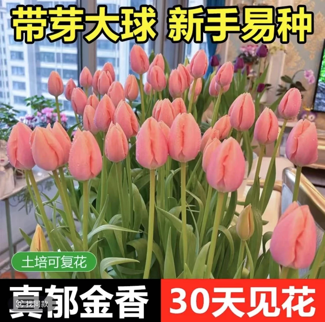 郁金香种球带芽优选四季开花室内阳台土养种植水培植物郁金香