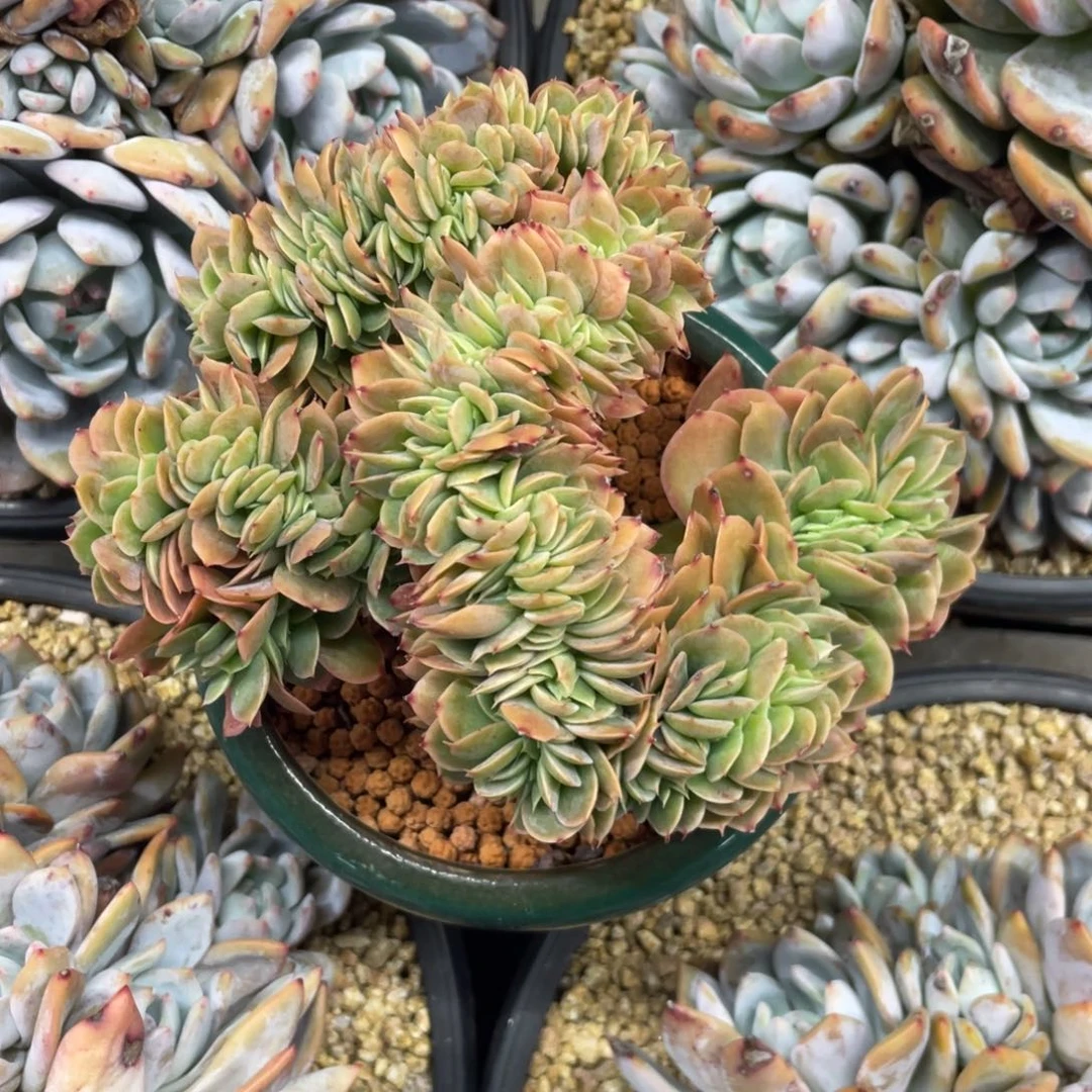 星纳塔盘龙小树缀化