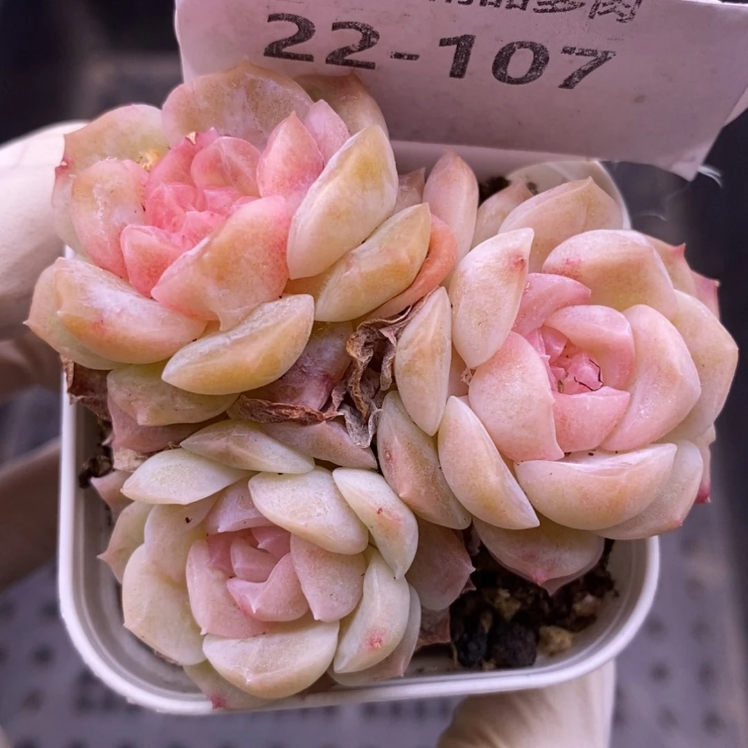 【闪购商品】22-107梦幻泡影