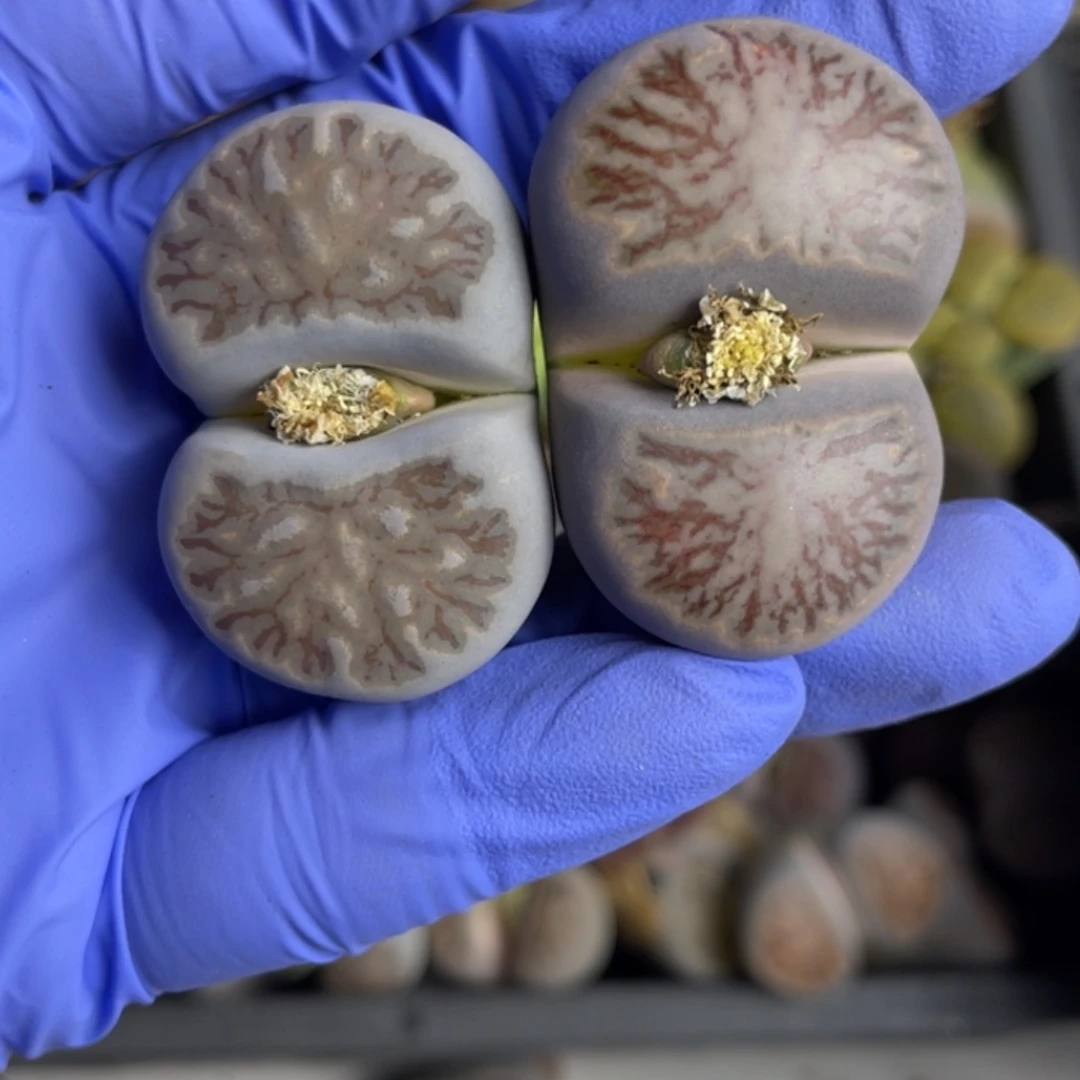 Y***首非偏远满20包邮629